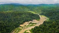 Hutan di Solok Selatan